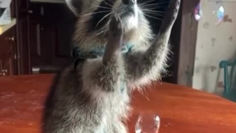Raccoon popping bubbles. 🥹 #raccoon #animallove #lol #animals #funnypets