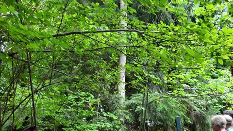 Pilgrimage Walk - Licton Springs