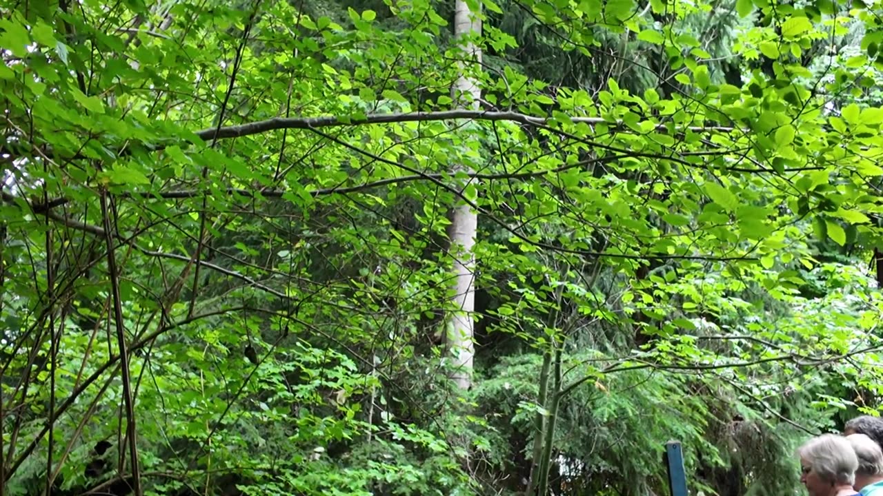 Pilgrimage Walk - Licton Springs