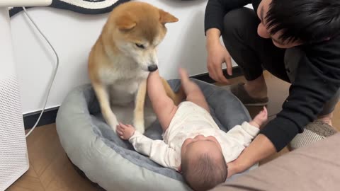 Funny video, the child was biting the dog and kicked it, the dog went away video 2025 skc.com 99