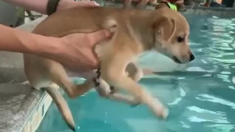 Funniest Cats and Dogs 2024 – Ultimate Compilation
