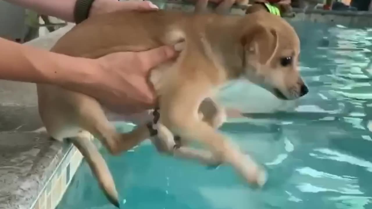 Funniest Cats and Dogs 2024 – Ultimate Compilation