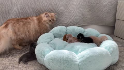 Dad Cat Meets Tiny Kittens