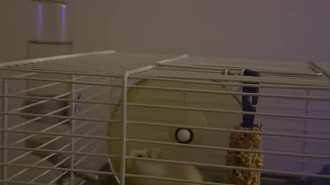 Hamster Fails At Top Speed