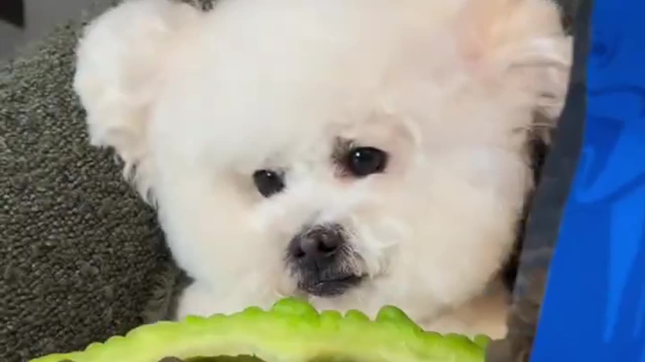 Funny animals