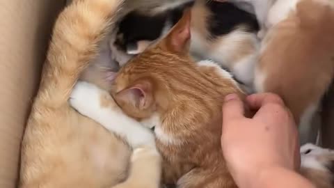 Cute Baby Kitten Drinking Milk with Mom and Dad | Heartwarming Family Moment 🐱❤️