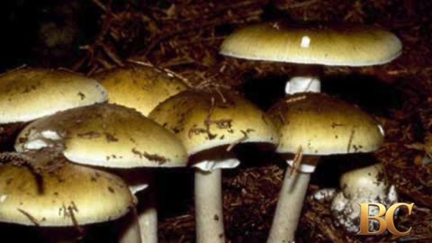 3 deaths, dozens of illnesses linked to California poisonous mushroom outbreak