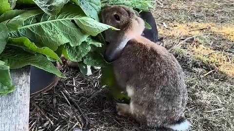 mini kaninunge överraskar med sin energi