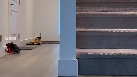 Funny cat