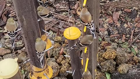 "Goldfinches making Love out of Thistle Seed"