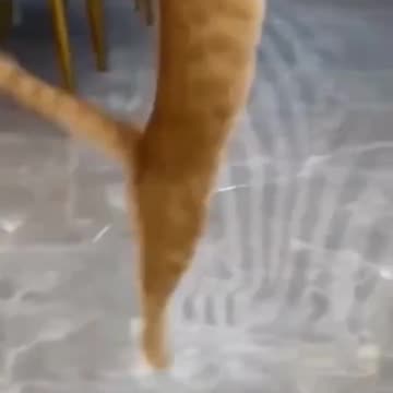 Cat fun video