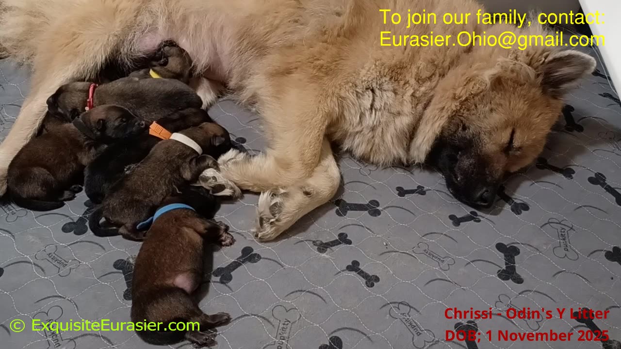 Exquisite Eurasier Chrissi's Y Litter