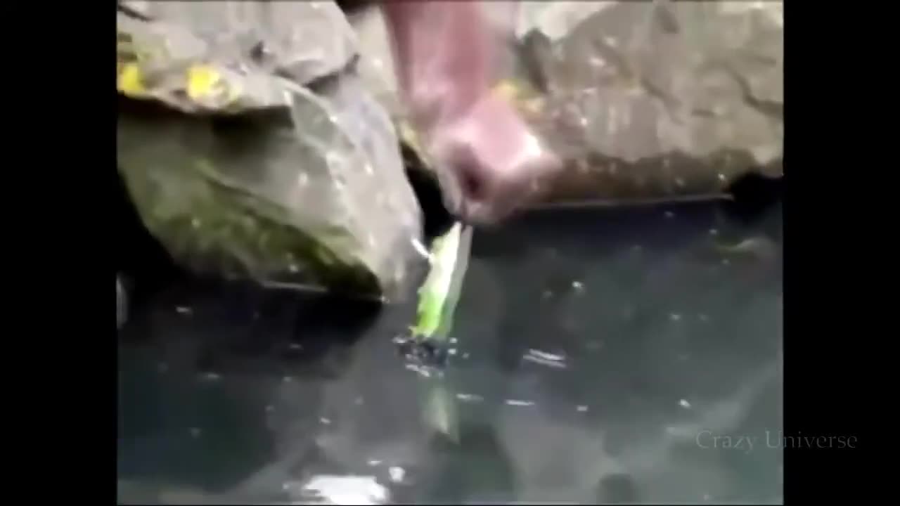 Recceboot~Unbelievable Animals That Saved People's Lives