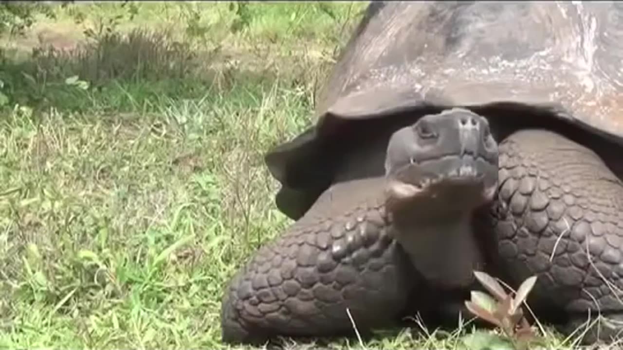 Wild AniWild Documentary Galapagosmal