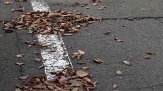 Japanese bear attack survivor calls for tougher response