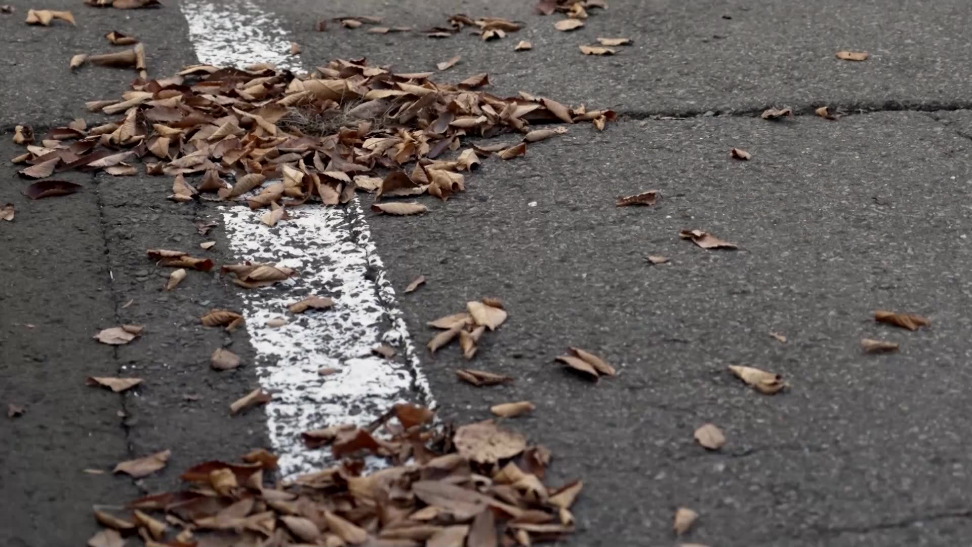 Japanese bear attack survivor calls for tougher response