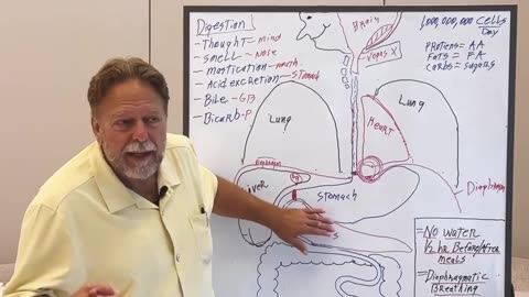 Diaphragm & Digestive System - Dr. John Bergman