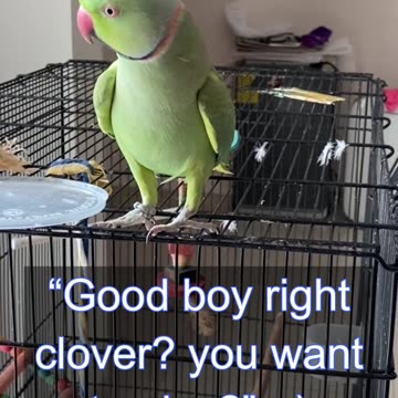 Smart Parrot Clover Likes to Play (Part 1) 🥳🤣