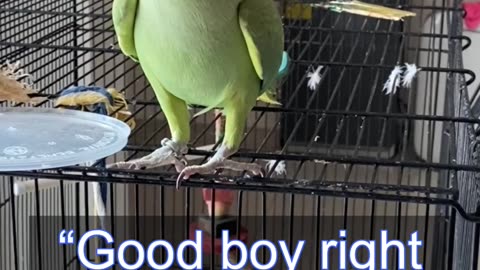 Smart Parrot Clover Likes to Play (Part 1) 🥳🤣