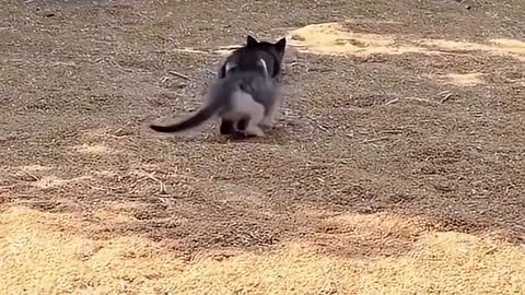 animals