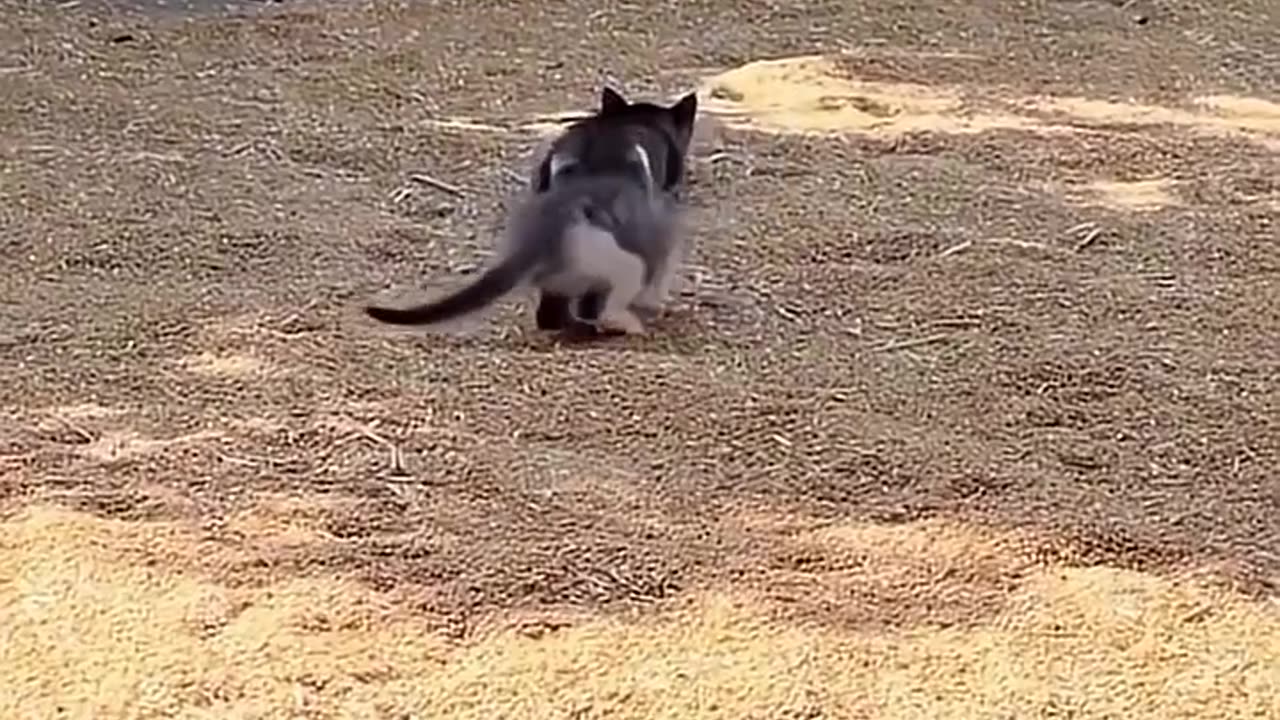 animals