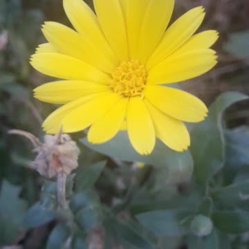 Last year's Calendula