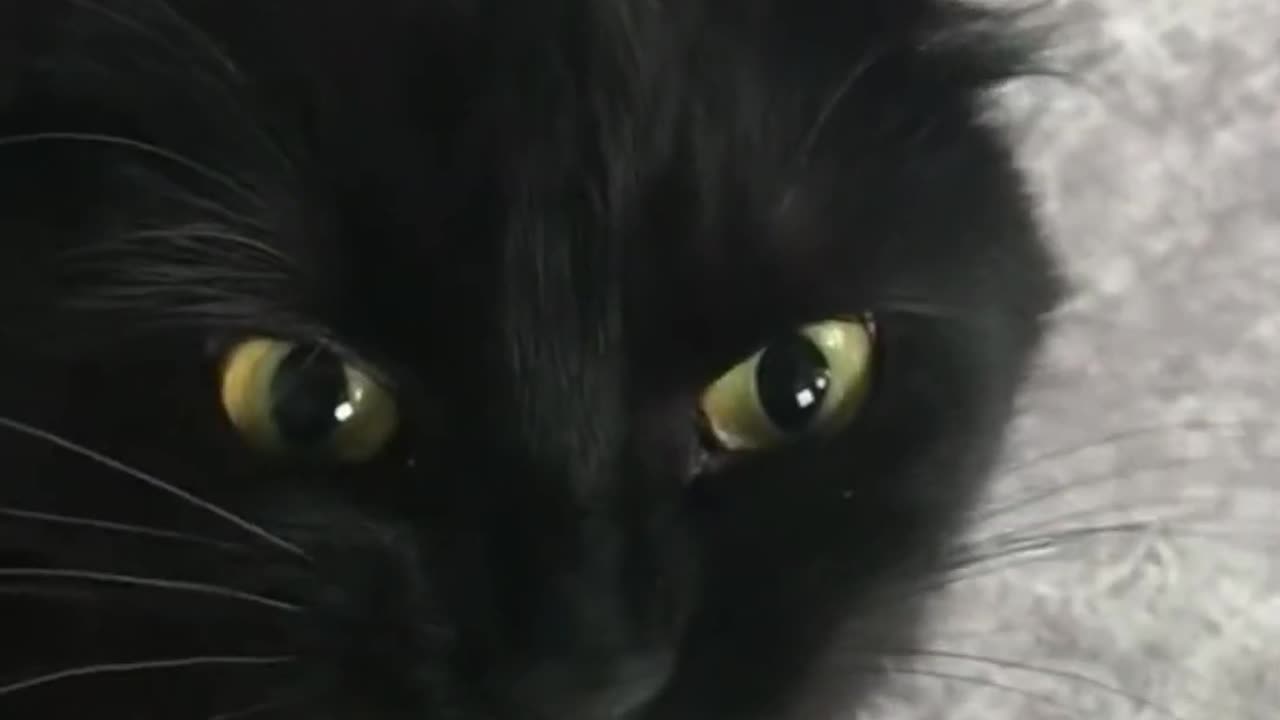 Funny 😂 Video