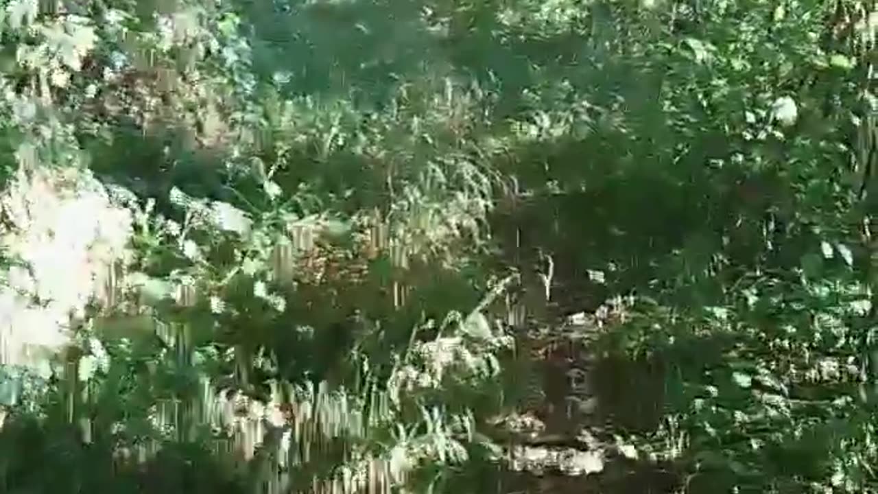 Durch den Dschungel