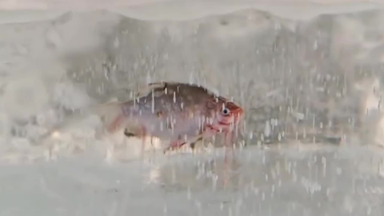 Part of the ice sculpture now