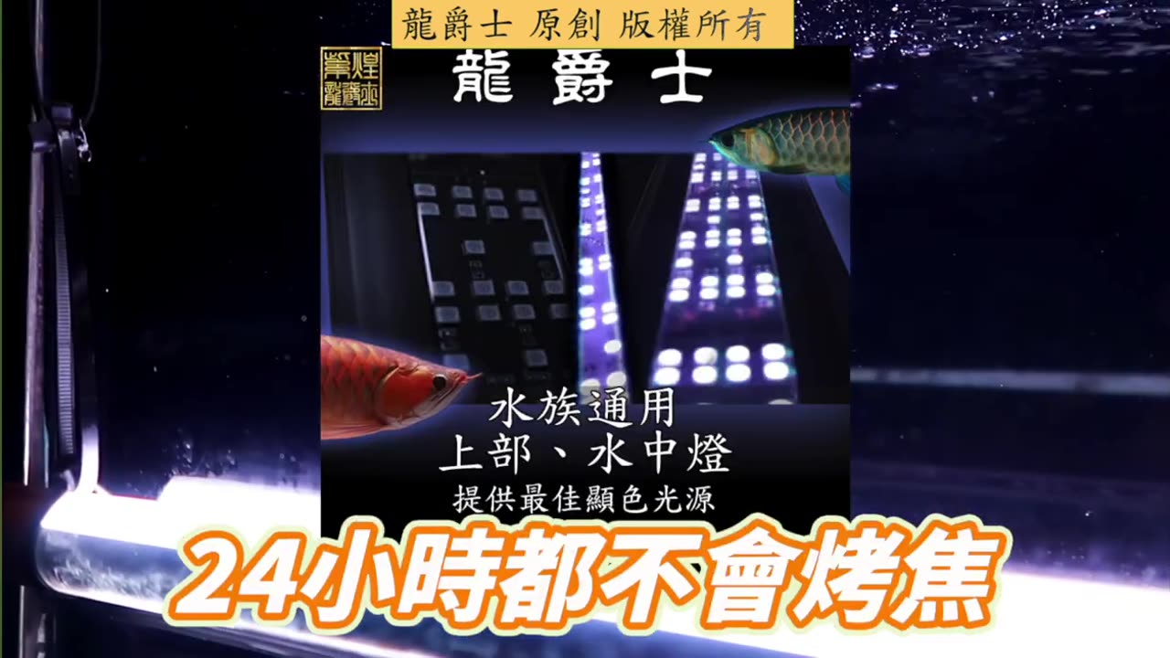 【龍爵士】Q283 請問12000K高色溫會烤焦鱗片建議開多久