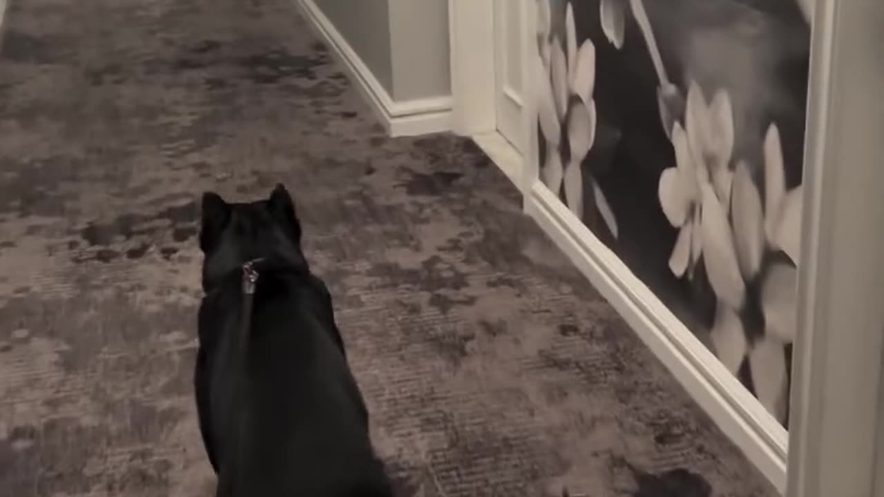 Canine Siblings In A Hotel Hallway