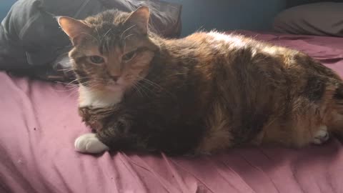 Adorable Cat Shows Off Her Paw! Too Cute to Handle 🐾