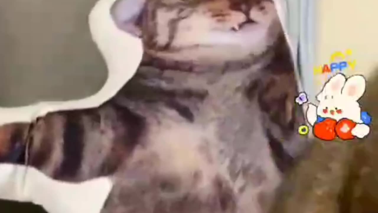 Funny cat video 🤣🤣