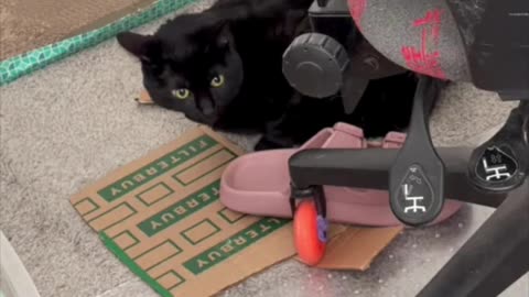 Cute Precious Piper Reminds Me to Clean the Office - My Adopted Shelter Cat Vlog #shorts