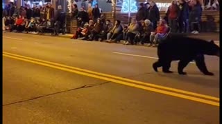Bear decided to join the Gatlinburg Christmas parade