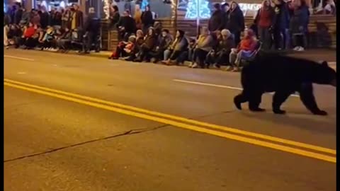 Bear decided to join the Gatlinburg Christmas parade