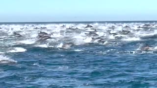 This is a Dolphin STAMPEDE!!!!