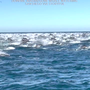 This is a Dolphin STAMPEDE!!!!