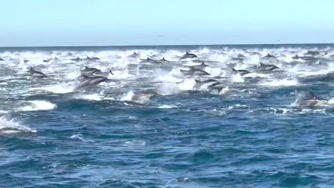 This is a Dolphin STAMPEDE!!!!