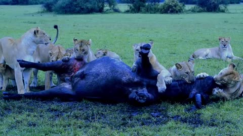 "An injured Buffalo Put Out of Misery By Lions"