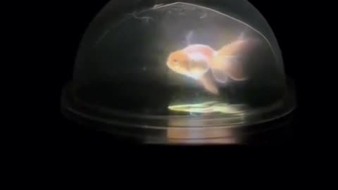 The moon could be a projection onto the dome, kinda like the way this works with a phone.