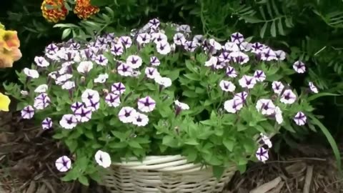 Gardening Quick Tip #11 - How to Grow a Petunia in a Basket.