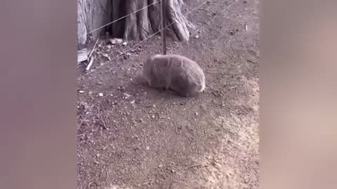 Funny animals