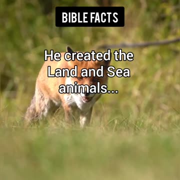 The Animals | P1 | The Astonishing Details of Creation Unveiled!