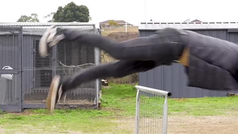 If Animals Glitched IRL. Part 2