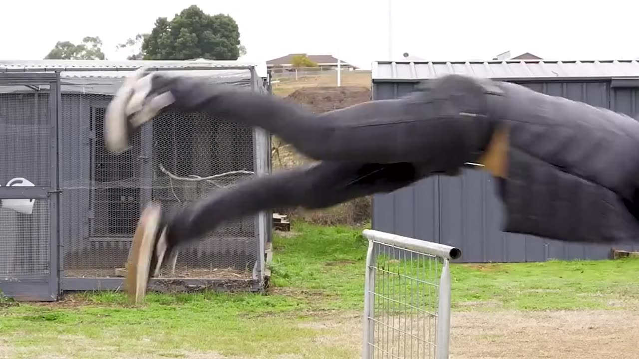 If Animals Glitched IRL. Part 2