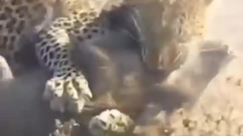 The leopard ambushes the wild boar.