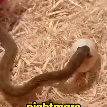 The Snake That Can’t Eat Meat – But Terrifies Farmers!