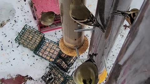 Dialing Goldfinches, Come in in Goldfinches! Come in!