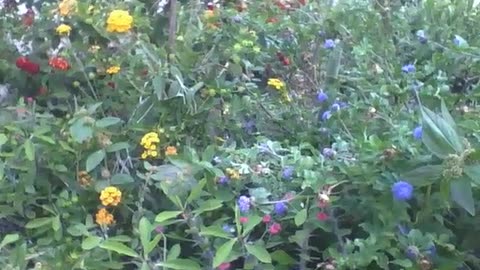 A beautiful little garden with lots of flowers, plants and lots of color [Nature & Animals]